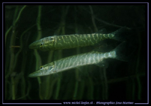A small Pike Fish and his reflexion... Que du bonheur... ... by Michel Lonfat 